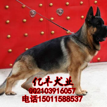 最新錘系德牧幼犬價(jià)格概覽